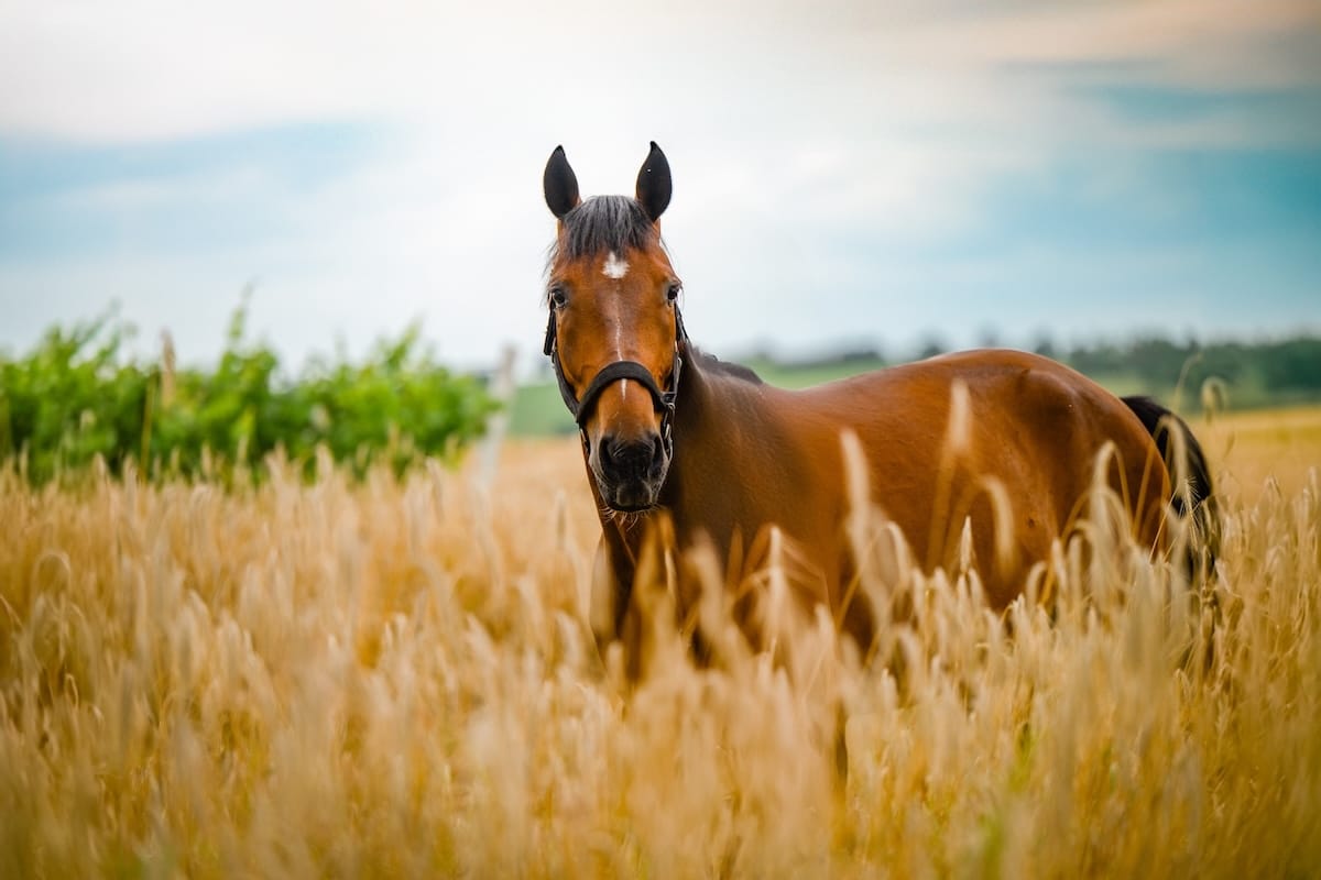 Cheval guéri par des soins naturels