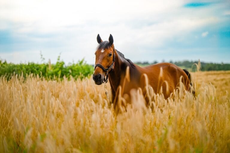Cheval guéri par des soins naturels