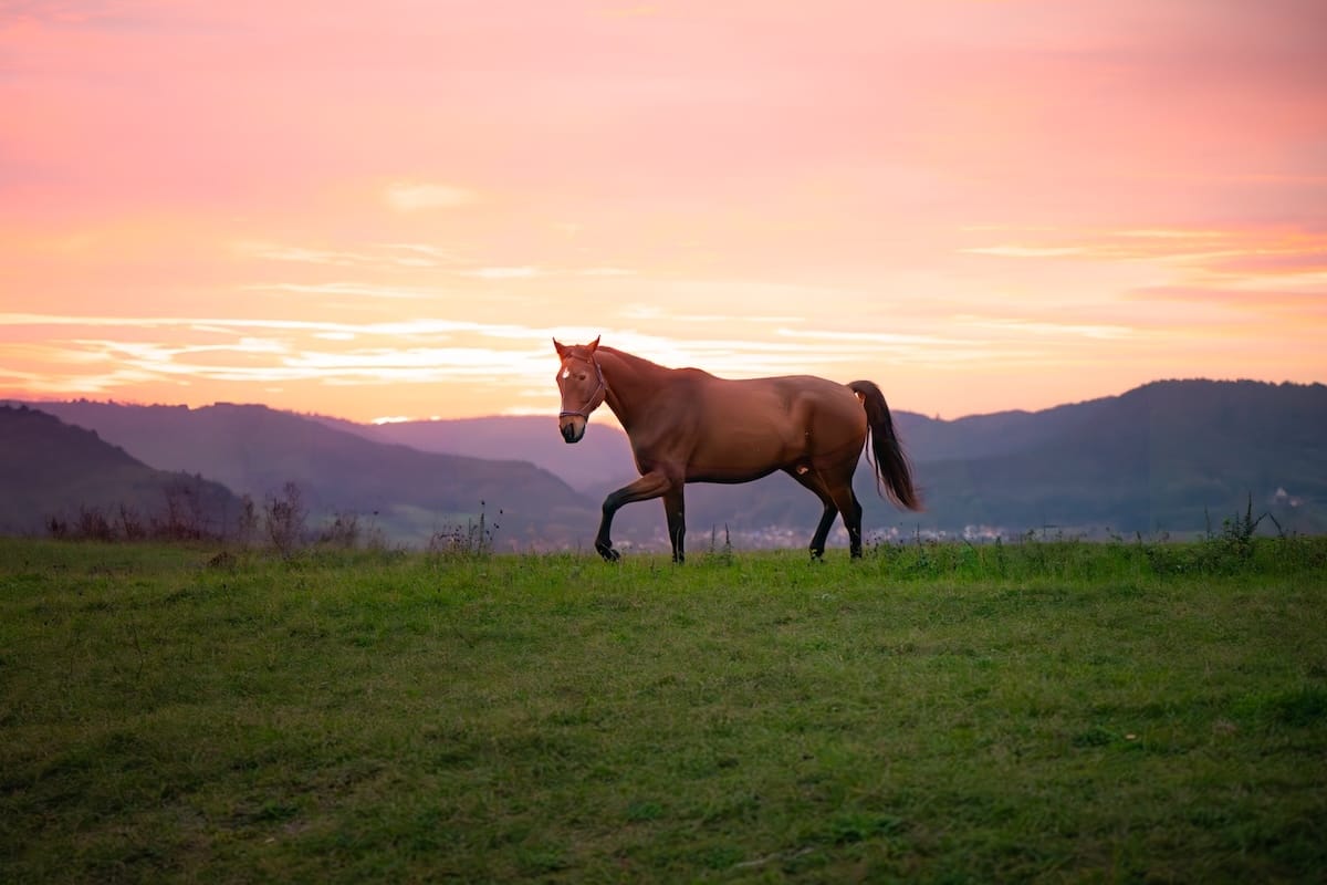 Cheval calme dans la nature après une séance de soins