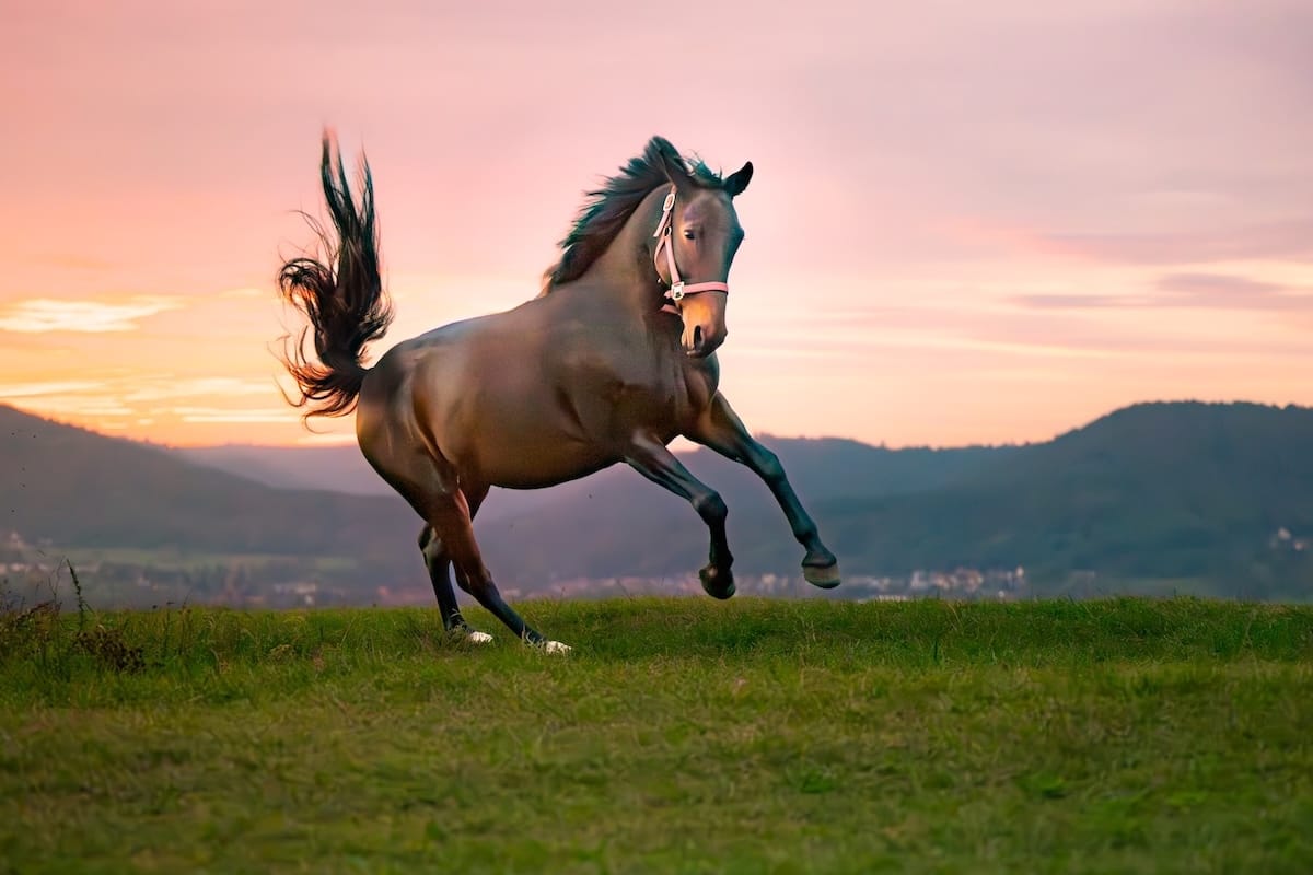 Cheval en pleine confiance et plein d'énergie après une séance de soins
