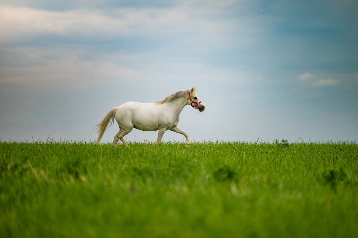 Cheval trottant sereinement dans une prairie