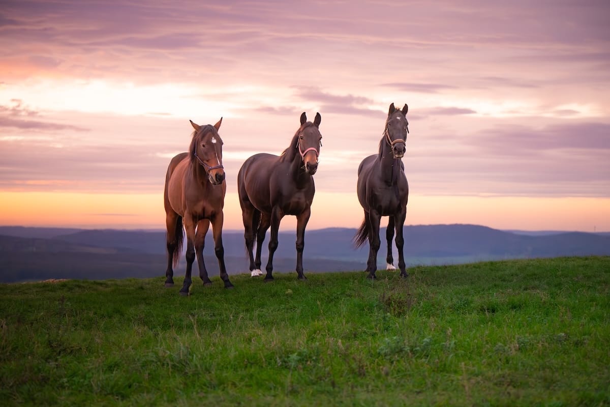 Trois chevaux resplendissant et en bonne santé après une séance bien-être animal