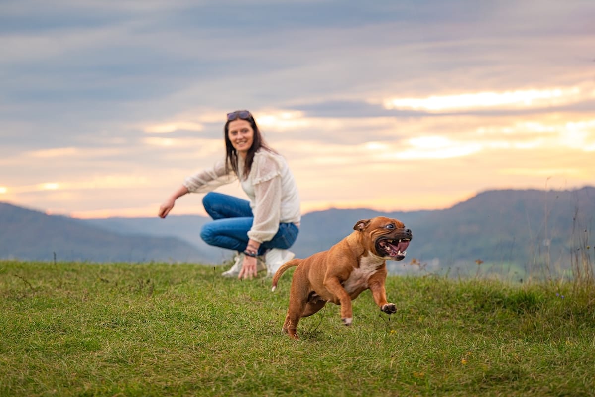 Chien plein d'énergie et en pleine santé courant énergiquement, sous le regard de la praticienne bien-être animal