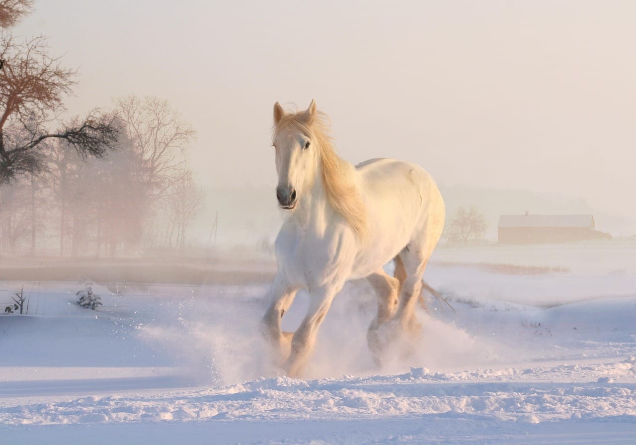 Cheval blanc neige