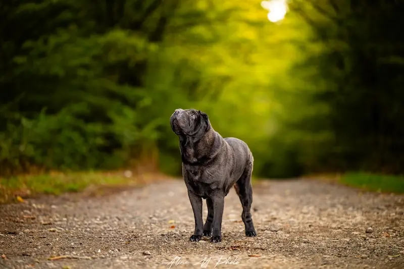 Chien foret