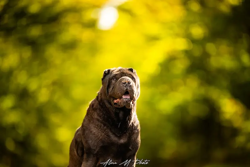 Chien foret
